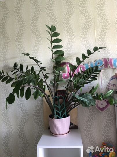 Замиокулькас