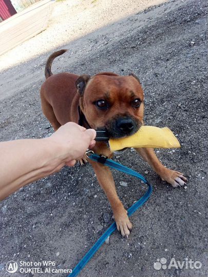 Передержка собак