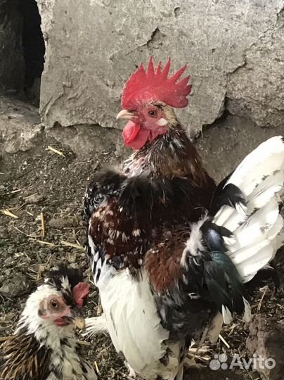 Петушки карликовые