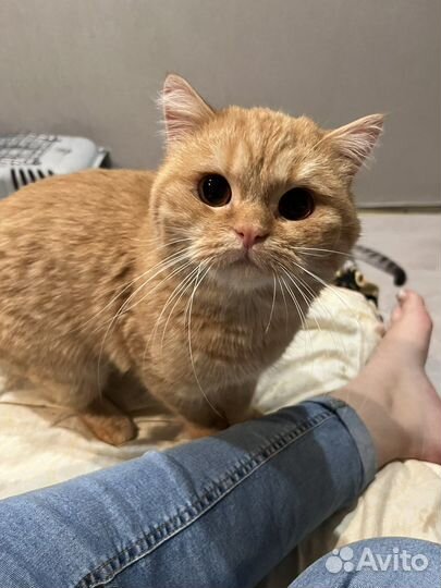 В добрые руки