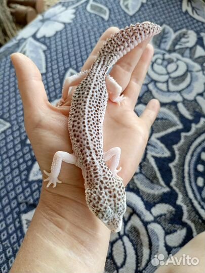 Эублефар мальчик