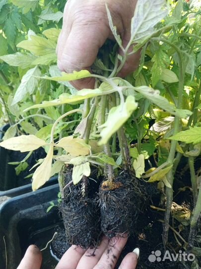 Рассада помидор и перцев, огурцов, дыни