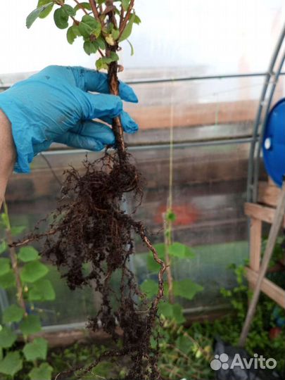 Жимолость съедобная