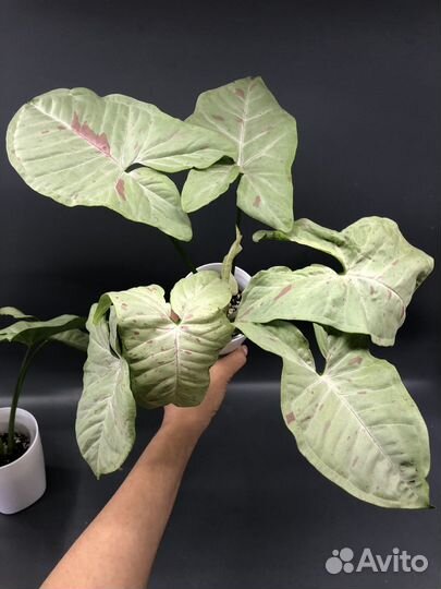 Сингониум, Эпик Пиннатум Вайт Марбл