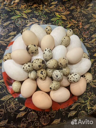 Яйцо домашнее