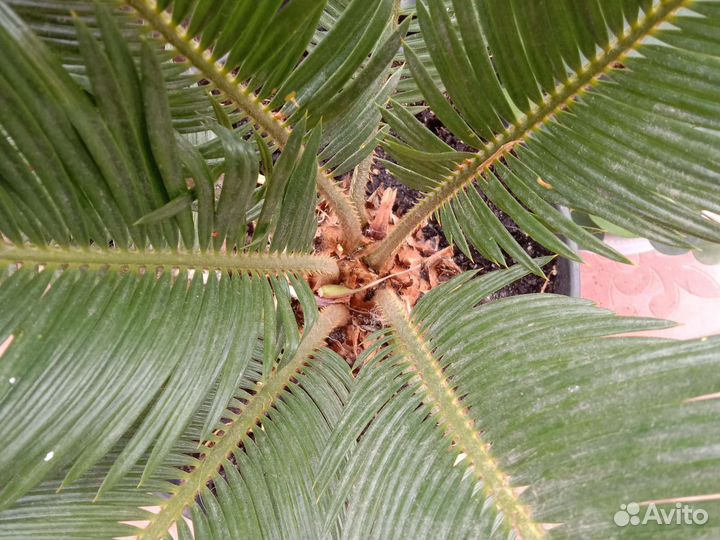 Пальма цикас Революта