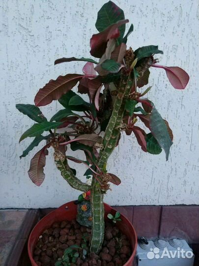 Молочай домашнее растение