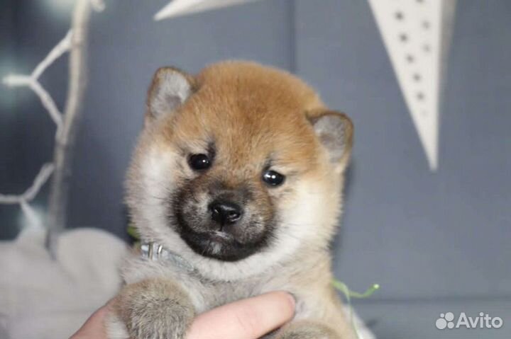 Щенки сиба ину