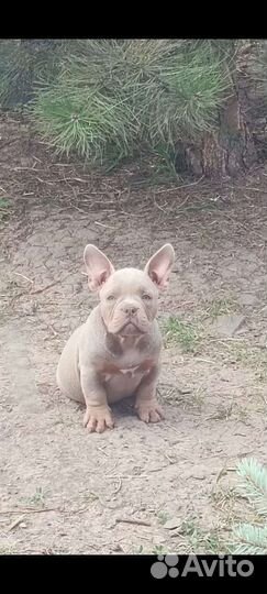 Американский булли покет щенки