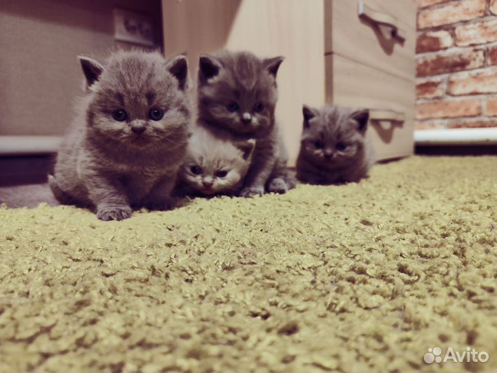 Британские котята