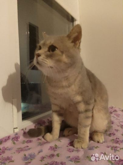Котик в добрые руки