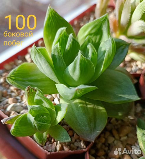 Хавортия в ассортименте