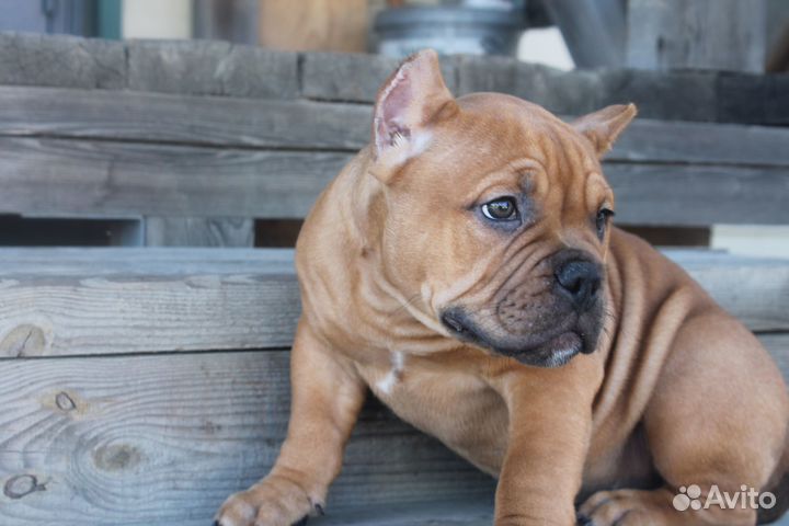 Щенки американского булли покет