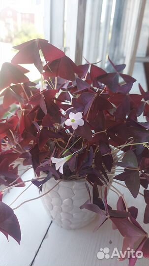 Кислица треугольная фиолетов. (оксалис)