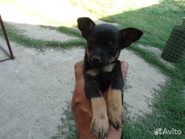 Продаются щенки той терьера