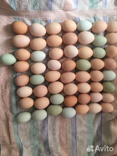 Яйцо на инкубацию