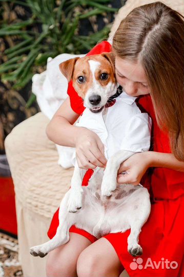 Джек Рассел терьер