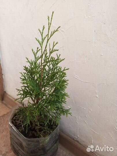 Туя смарагд