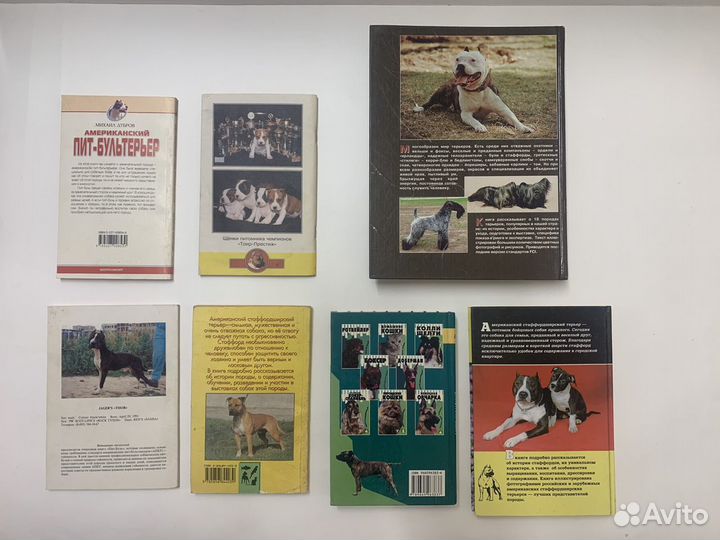 Американский стаффордширский терьер пит буль амста