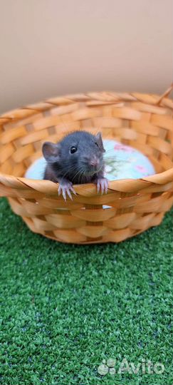 Крыса крысята дамбо стандарт рекс питомник