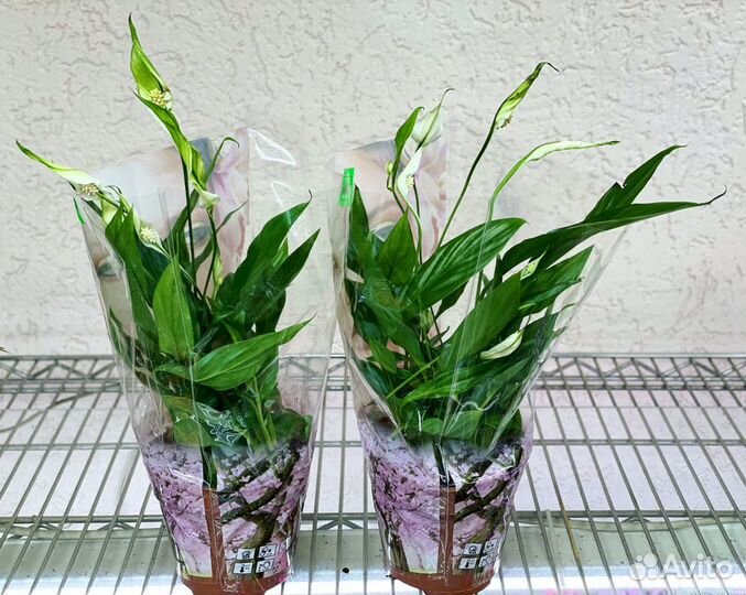 Спатифиллум