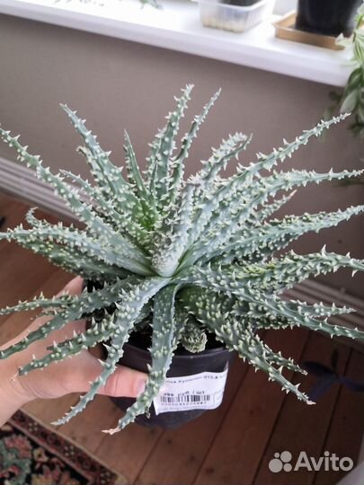 Алоэ хумилис