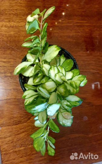 Мелколистные (и не только) хойи