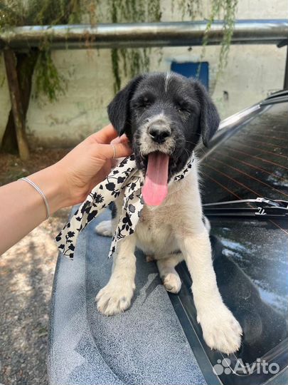 Щенок мальчик