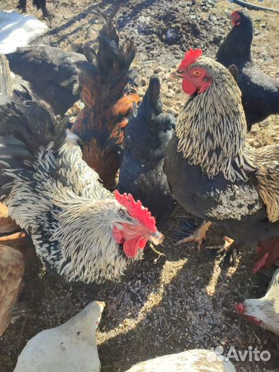Молодые петухи