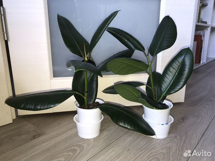 Фикус, юкка