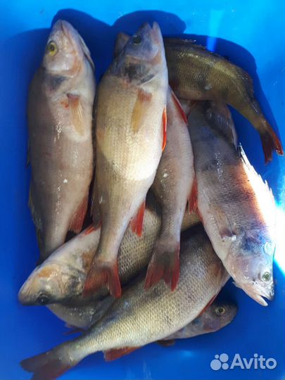 Карась, капр живой