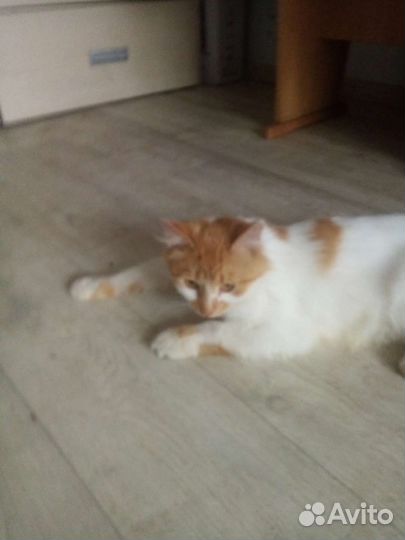 Пристраиваю котика в добрые ручки