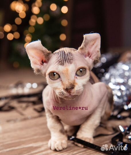 Голые котята эльфы