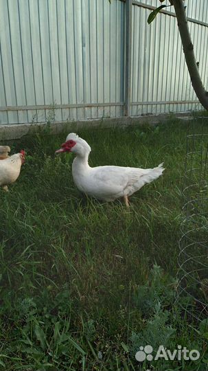 Утки муларды