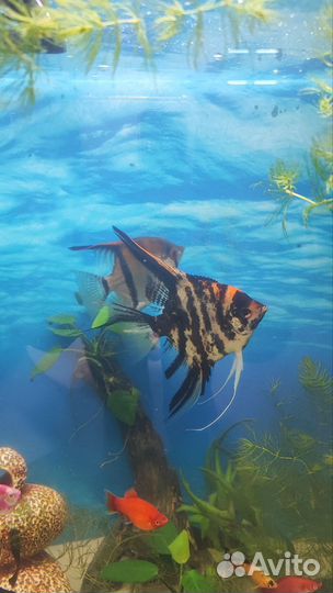 Скалярии пара