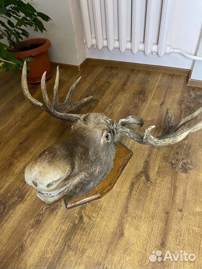 Чучело головы лося