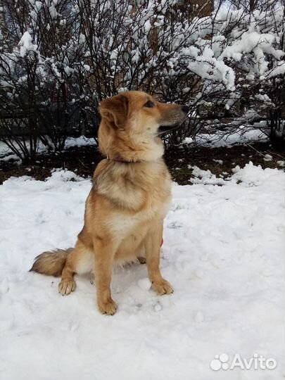 Щенок Эличка в добрые руки