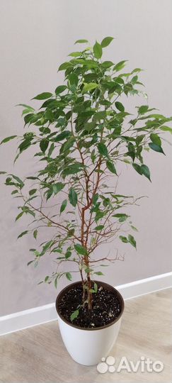 Фикус бенджамина