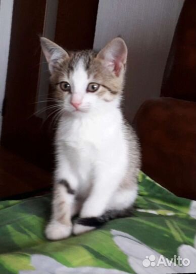 Котята, 2 месяца