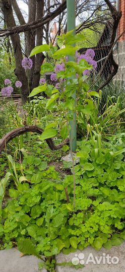 Саженцы шелковицы