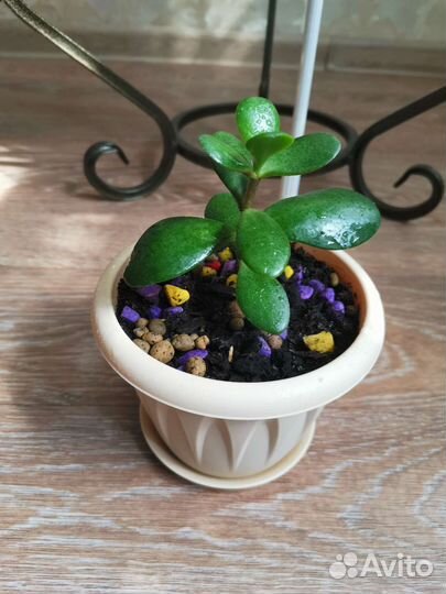 Крассула толстянка