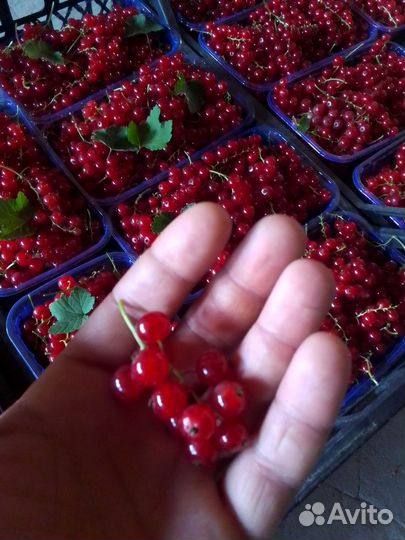 Красная смородина