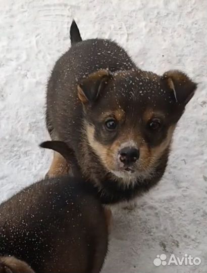 Собака, щенок