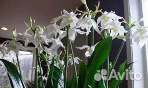 Эухарис амазонская лилия луковицы