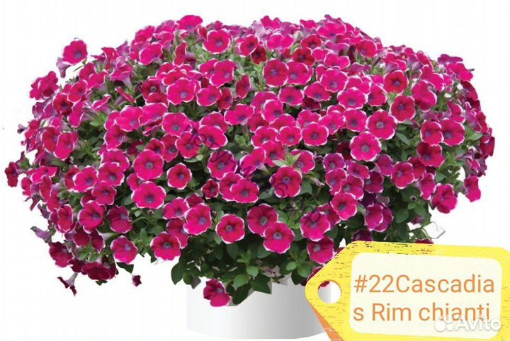 Петуния вегетативная (часть 3)