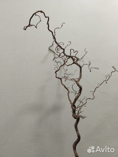 Деревце натуральное Голландия 100 -130 см