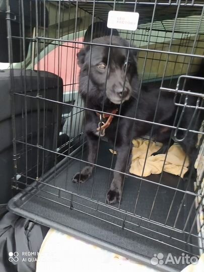 Клетка для перевозки животных