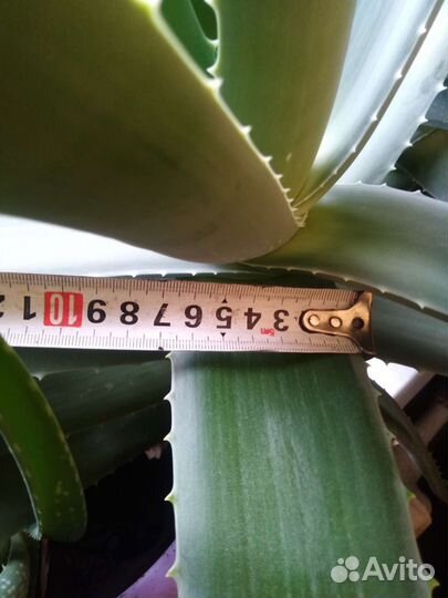 Комнатные цветы алоэ