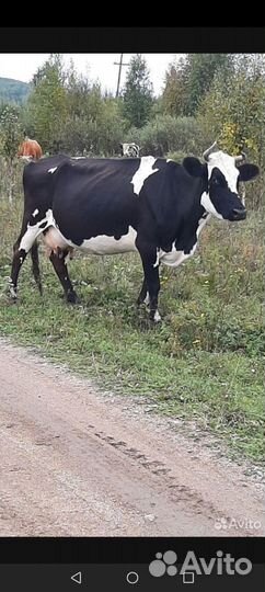 Корова стельная дойная