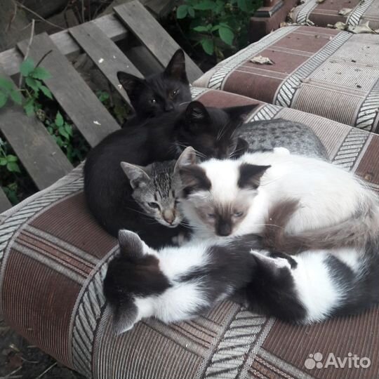 Котята-полукровки